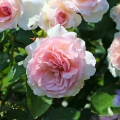 Róża Parkowa Alexandra Princesse De Luxemburg Różowa Balot