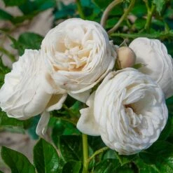 Róża Parkowa Artemiss Biała Balot