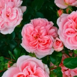 Róża Parkowa Cinderella Kopciuszek Jasnoróżowa Balot