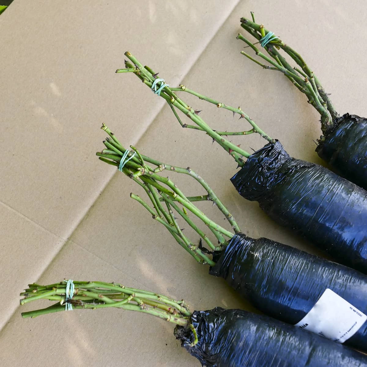 Róża Parkowa Gartentaraume Różowa Balot - obrazek 4