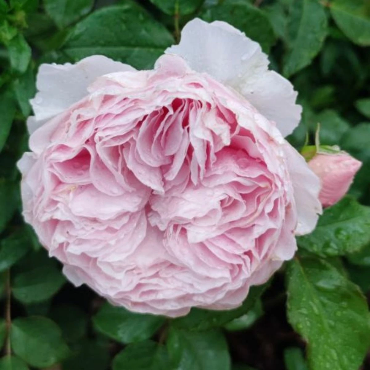 Róża Parkowa Gartentaraume Różowa Balot - obrazek 2