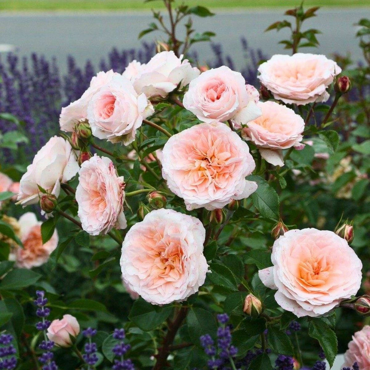 Róża Parkowa Schloss Eutin Pomarańczowa Balot