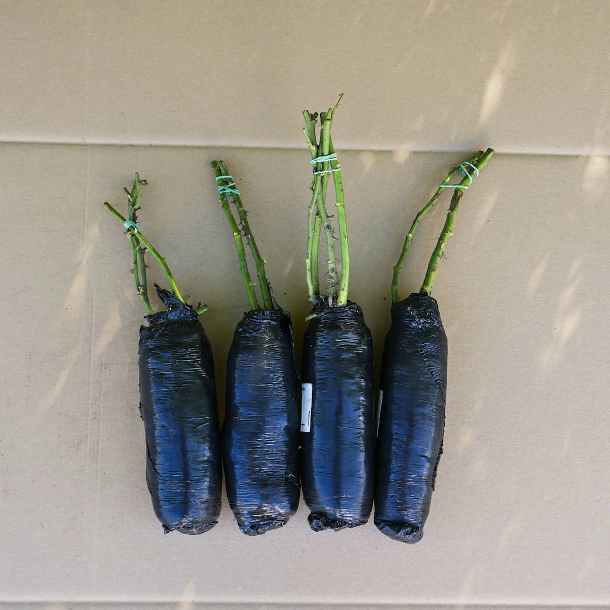 Róża Parkowa Schloss Eutin Pomarańczowa Balot - obrazek 3