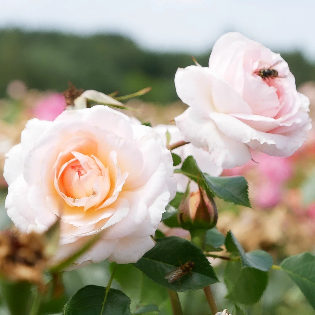 Róża Parkowa Schloss Eutin Pomarańczowa Balot - obrazek 2