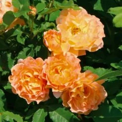 Róża Parkowa Sonnenwelt Herbaciano-morelowa Balot