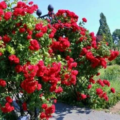 Róża Pnąca Amadeus Czerwona Balot