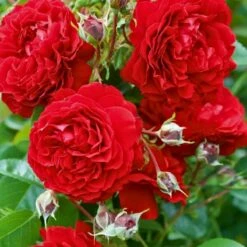 Róża Pnąca Belkanto Czerwona Balot