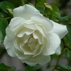 Róża Pnąca Biała Typu Ice W Balocie