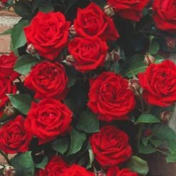 Róża Pnąca Czerwona Jff W Balocie