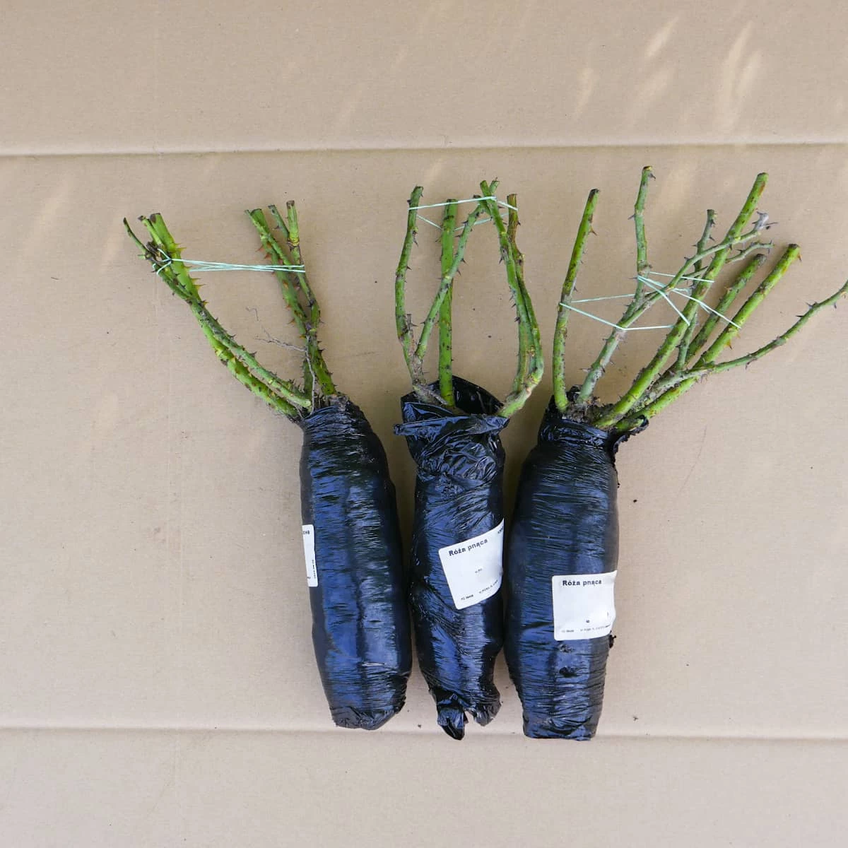 Róża Pnąca Czerwona Jff W Balocie - obrazek 3