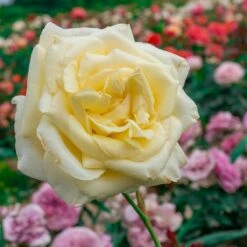 Róża Pnąca Elfe Kremowa Balot