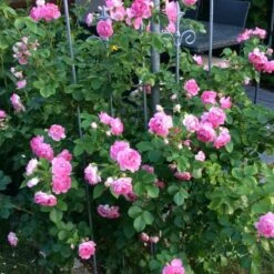 Róża Pnąca Jasmina Różowa Balot