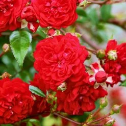 Róża Pnąca Momo Balot