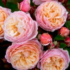 Róża Pnąca New Dreams Morelowa Balot