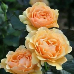 Róża Pnąca Herbaciana W Balocie