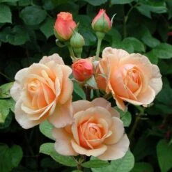 Róża Pnąca łososiowa W Balocie