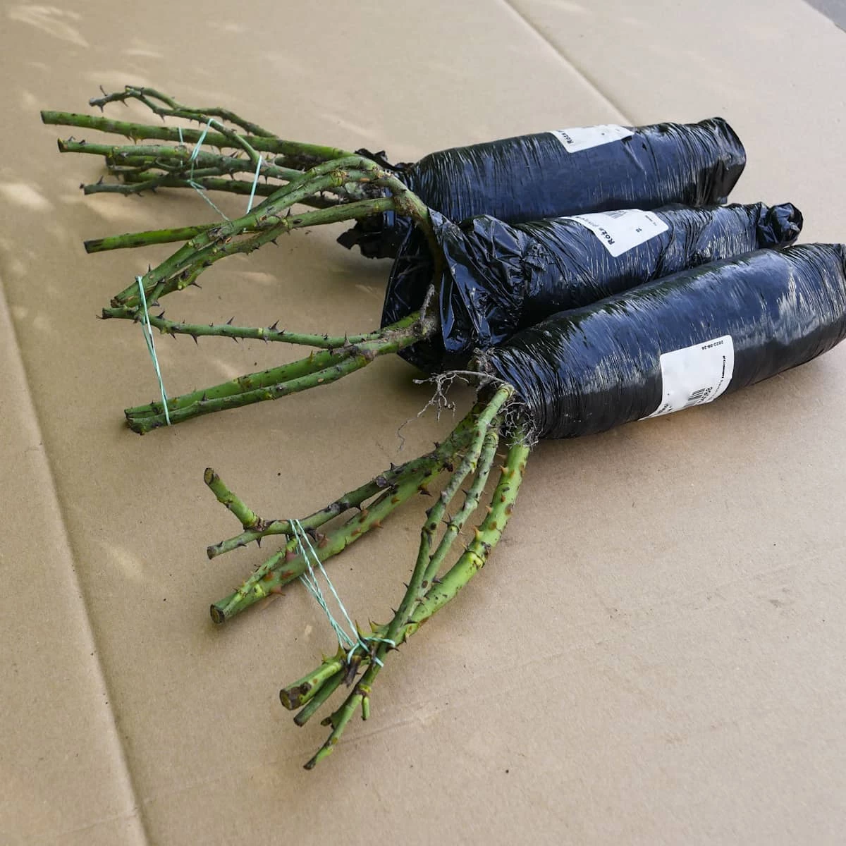 Róża Pnąca Seledynowa Typu Elff W Balocie - obrazek 4