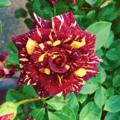 Róża Rabatowa Abracadabra Paskowana Balot