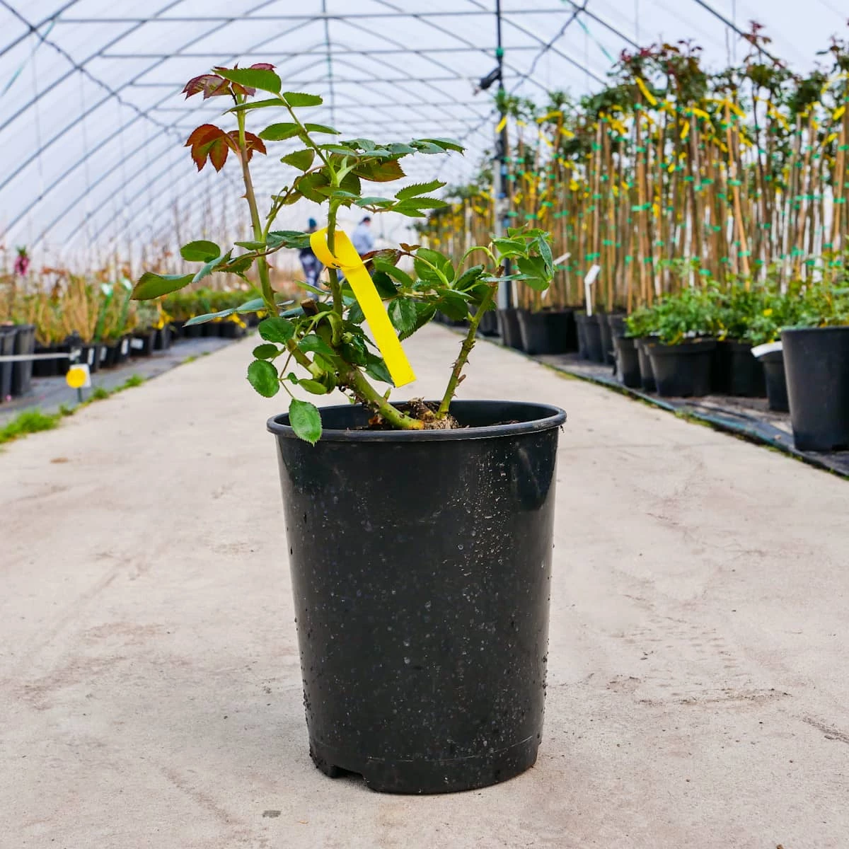 Róża Rabatowa BIAŁA Wielokwiatowa - obrazek 3