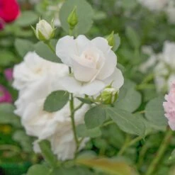 Róża Rabatowa BIAŁA Wielokwiatowa