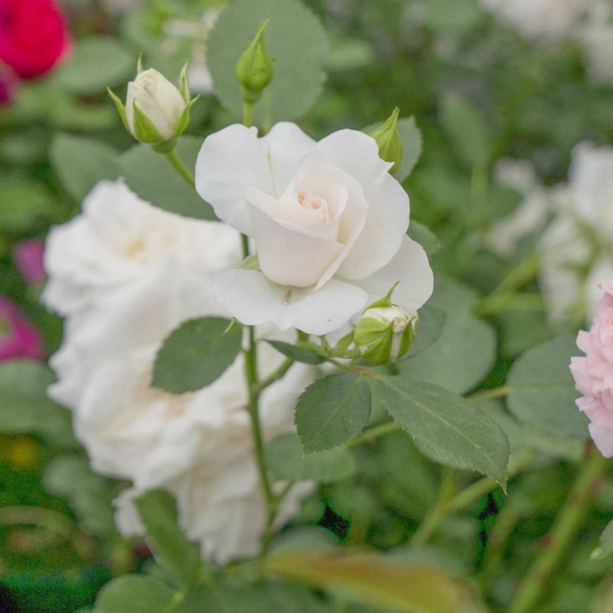 Róża Rabatowa BIAŁA Wielokwiatowa