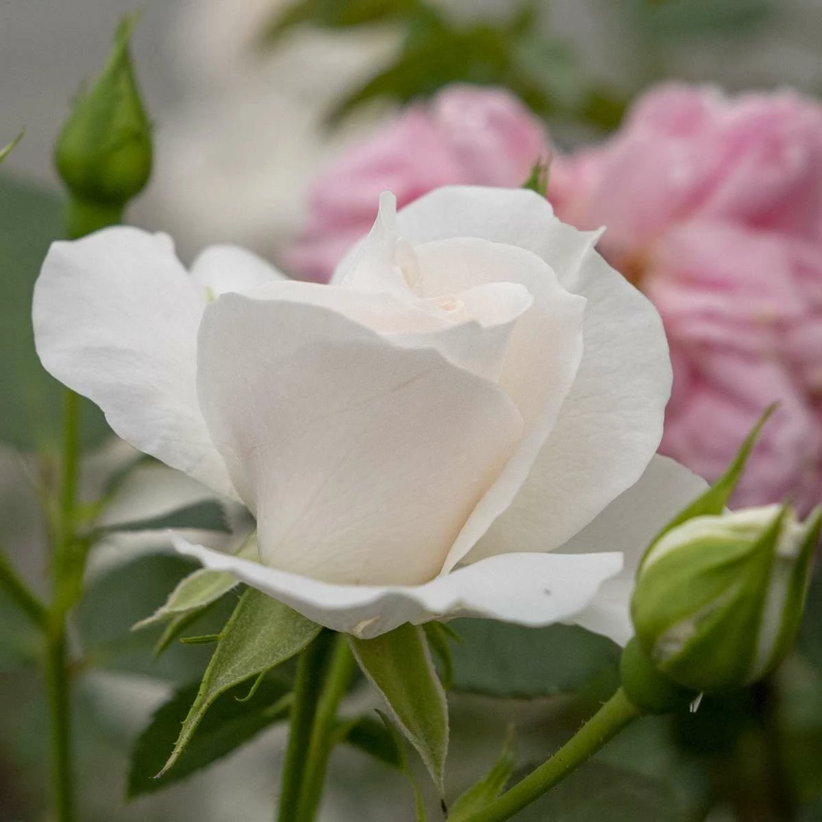 Róża Rabatowa BIAŁA Wielokwiatowa - obrazek 2