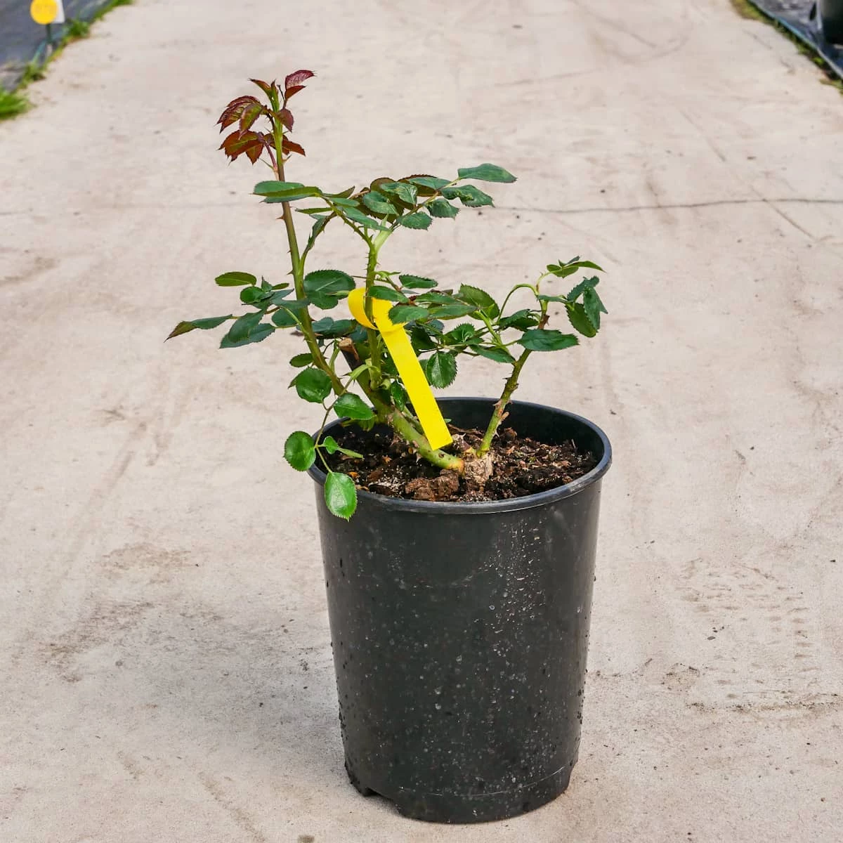 Róża Rabatowa BIAŁA Wielokwiatowa - obrazek 5