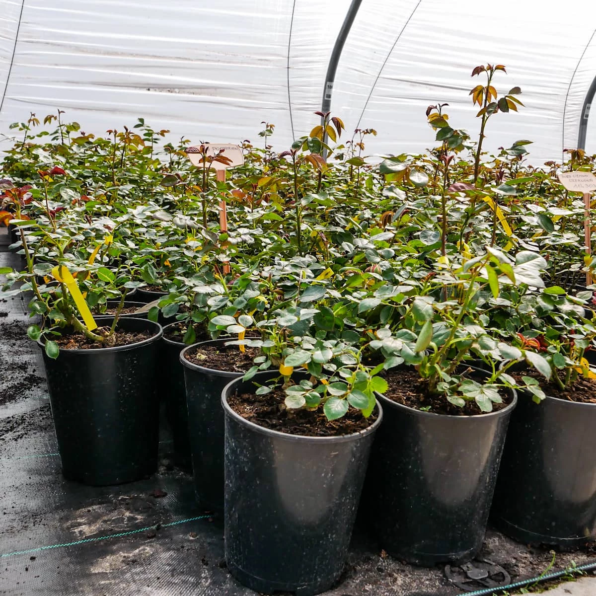 Róża Rabatowa BIAŁA Wielokwiatowa - obrazek 4