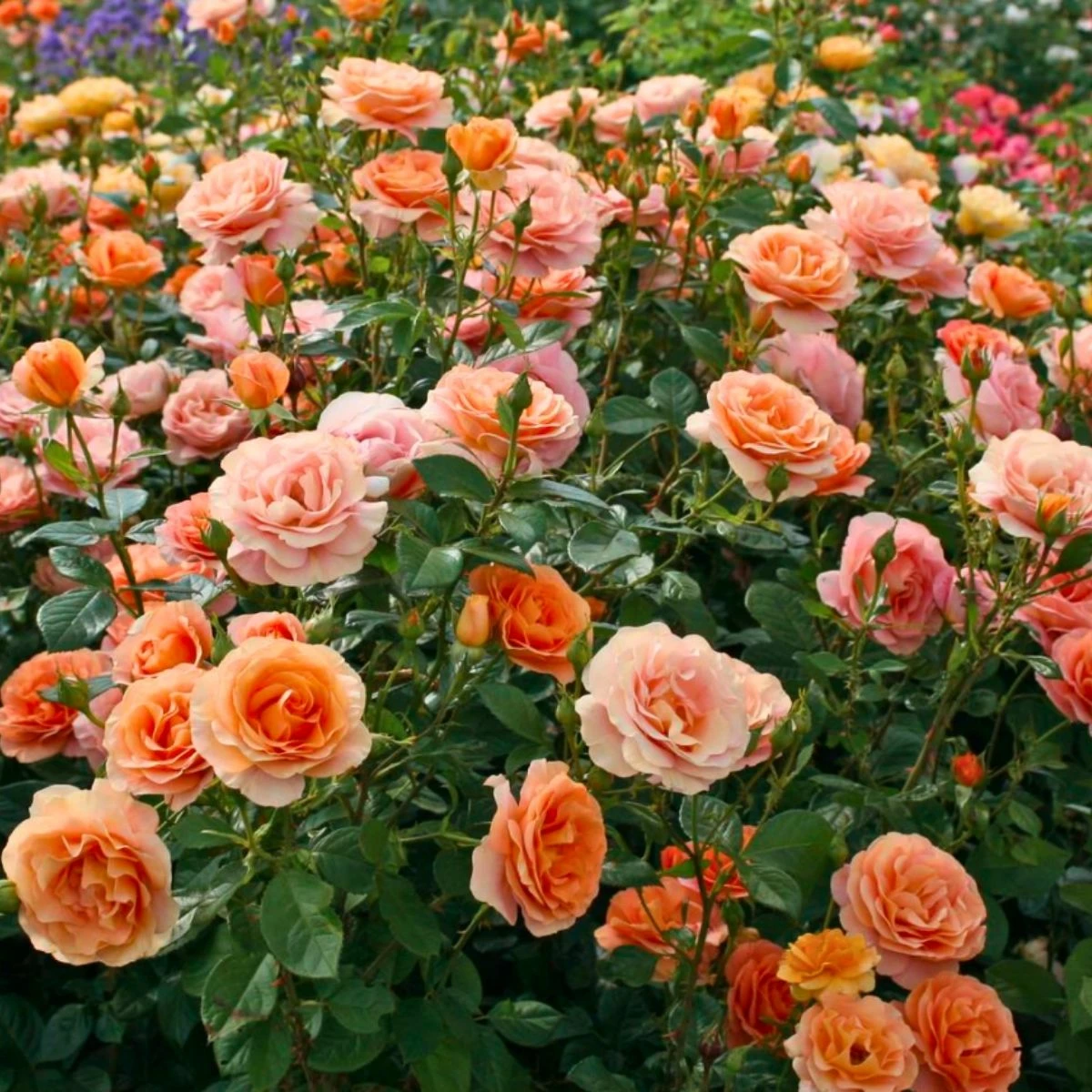 Róża Rabatowa Bengali Herbaciana Balot