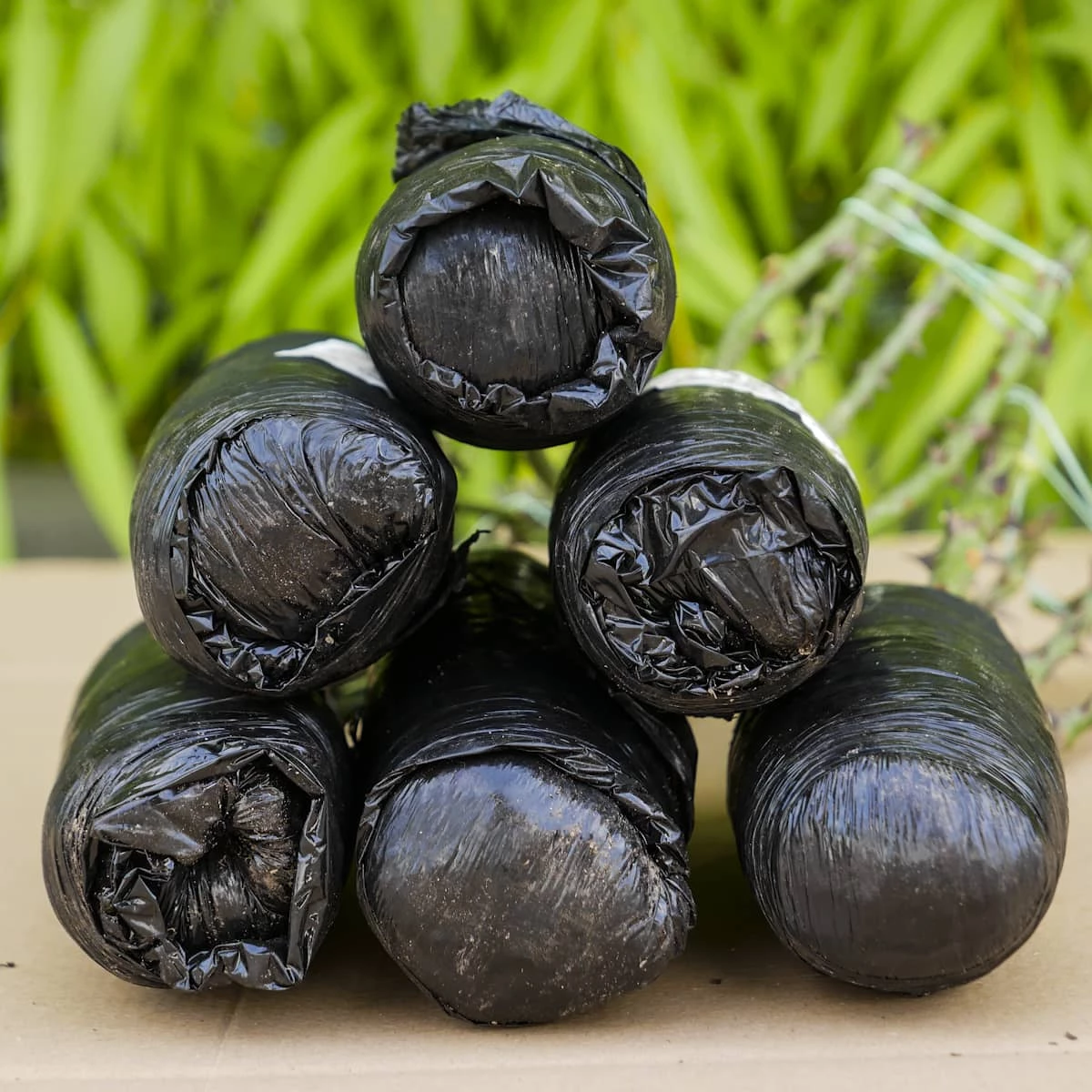 Róża Rabatowa Bengali Herbaciana Balot - obrazek 4