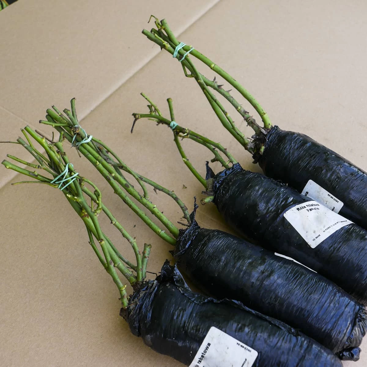 Róża Rabatowa Bengali Herbaciana Balot - obrazek 5