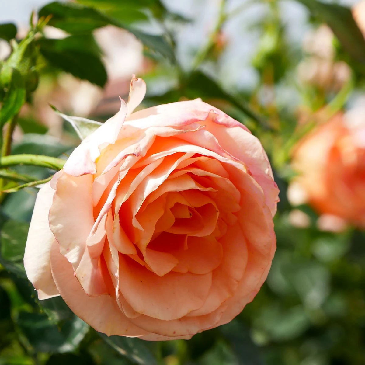 Róża Rabatowa Bengali Herbaciana Balot - obrazek 2