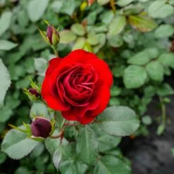 Róża Rabatowa CIEMNO CZERWONA Pachnąca