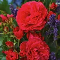 Róża Rabatowa Cherry Girl Czerwona Balot