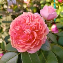 Róża Rabatowa Chippendale Pomarańczowa Balot