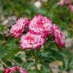 Róża Rabatowa Country Girl Różowa Balot