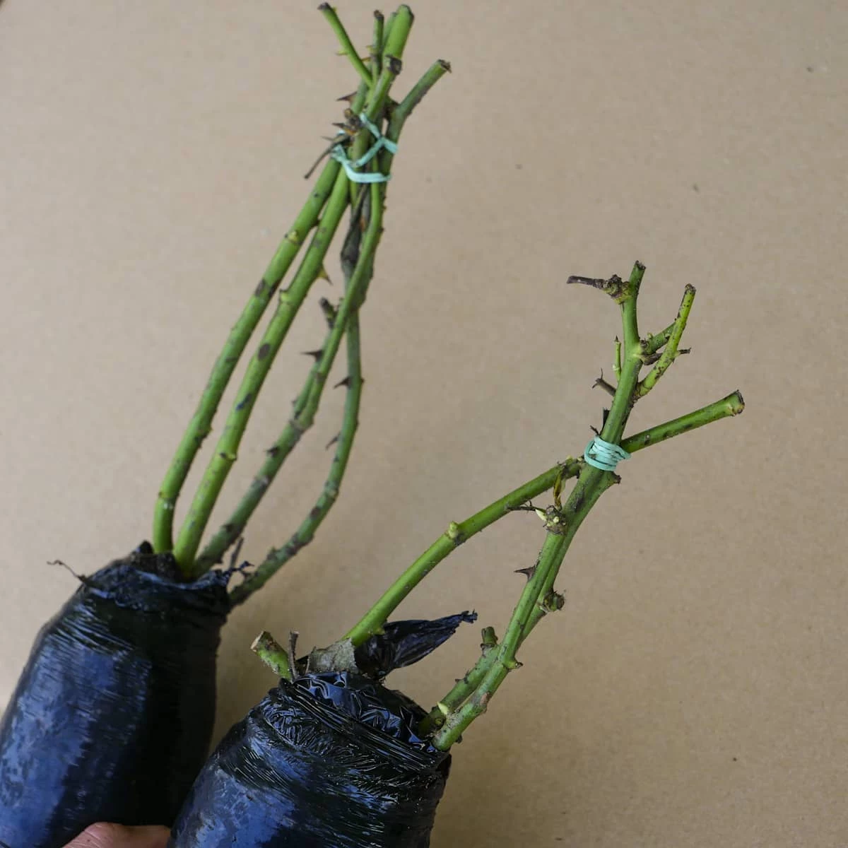 Róża Rabatowa Country Girl Różowa Balot - obrazek 5