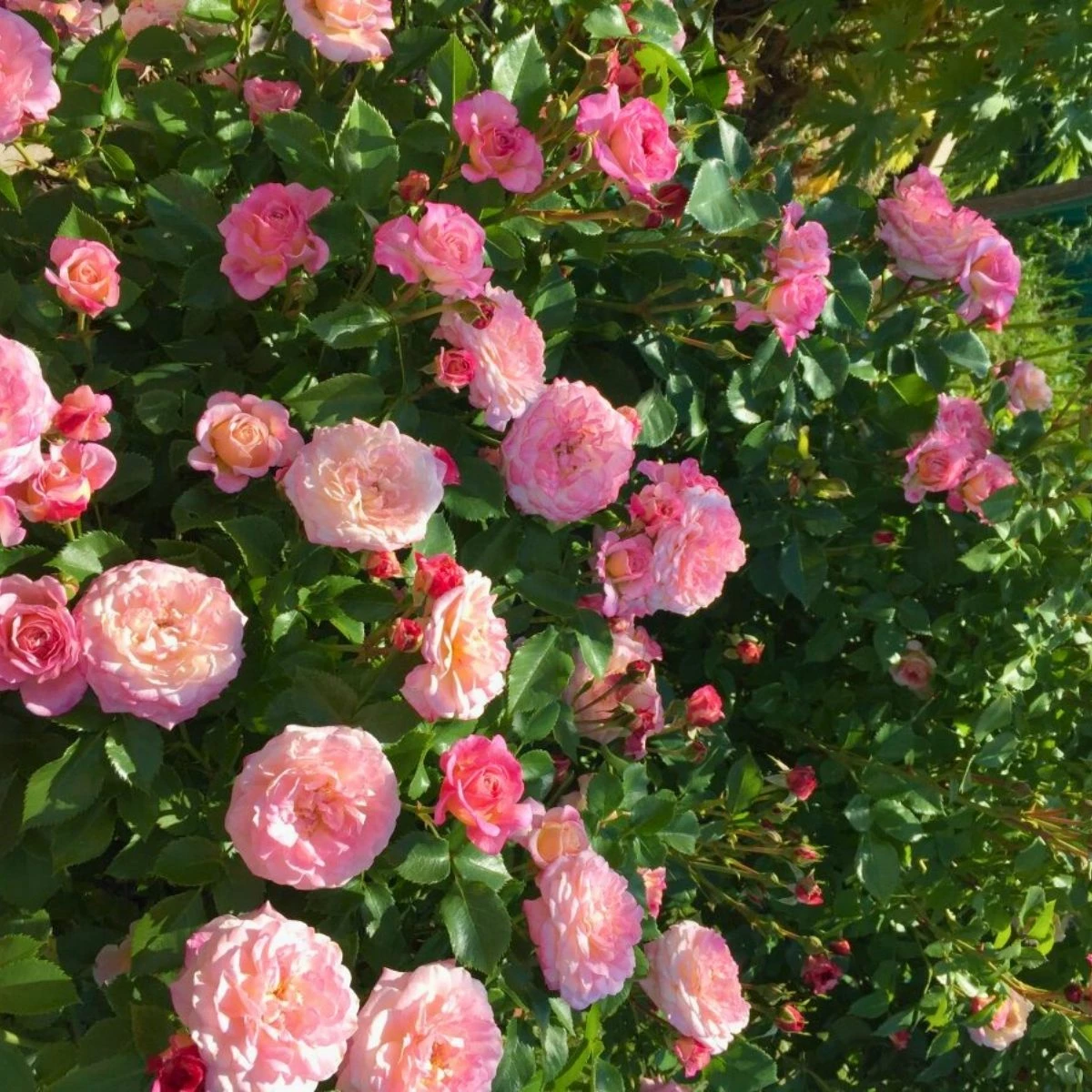 Róża Rabatowa Country Girl Różowa Balot - obrazek 2