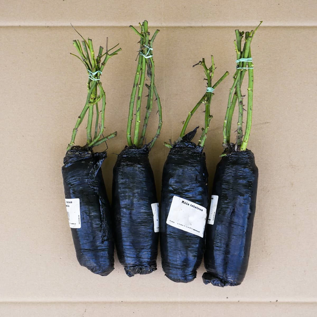 Róża Rabatowa Eeuwige Passie Różowa Balot - obrazek 3