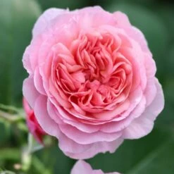 Róża Rabatowa Eeuwige Passie Różowa Balot