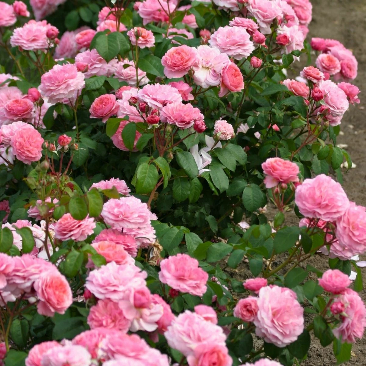 Róża Rabatowa Eeuwige Passie Różowa Balot - obrazek 2