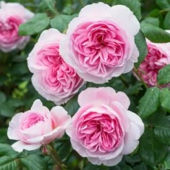 Róża Rabatowa Home&Garden Różowa Balot