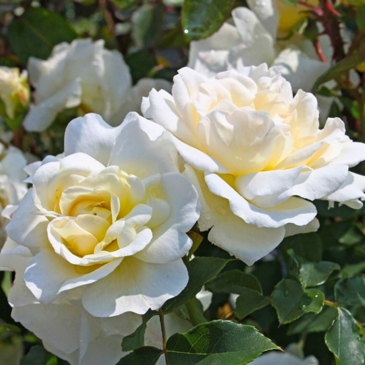 Róża Rabatowa Kosmos Kremowobiała Balot