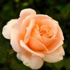 Róża Rabatowa ŁOSOSIOWA W Balocie