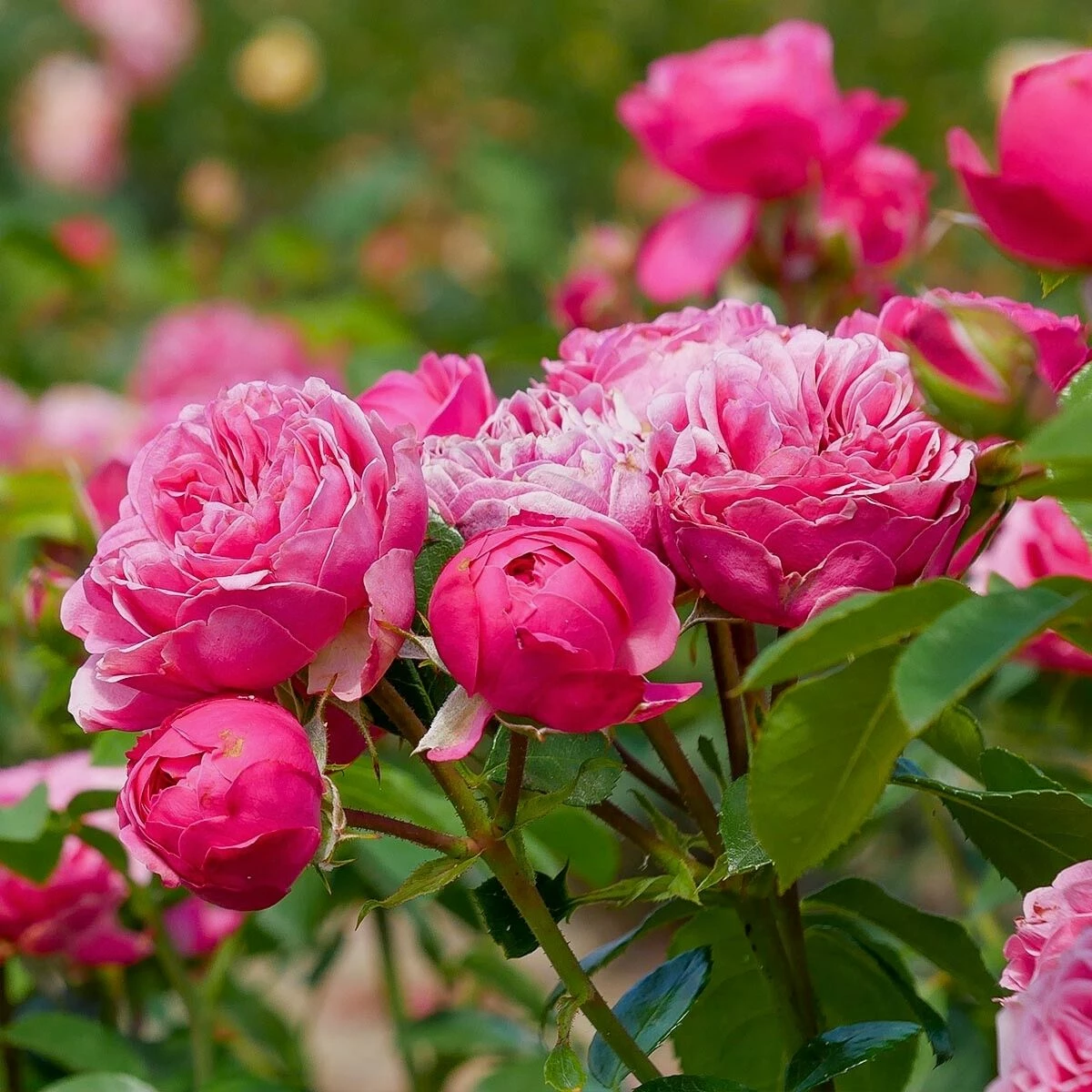 Róża Rabatowa Magic Rokoko Różowa Balot