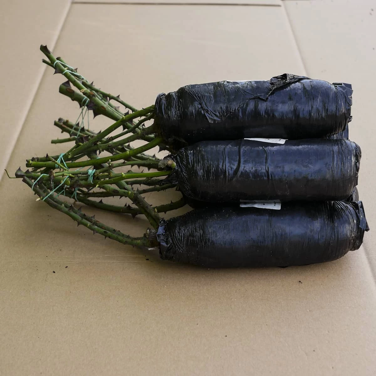 Róża Rabatowa Magic Rokoko Różowa Balot - obrazek 5