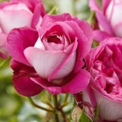 Róża Rabatowa Maxim Biało-różowa Balot