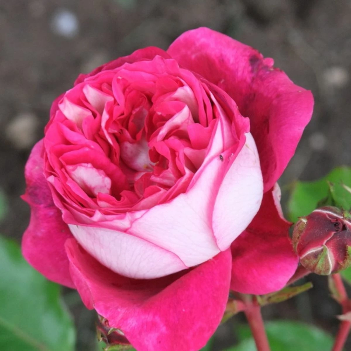 Róża Rabatowa Maxim Biało-różowa Balot - obrazek 2