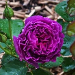 Róża Rabatowa Minerva Fioletowa Balot
