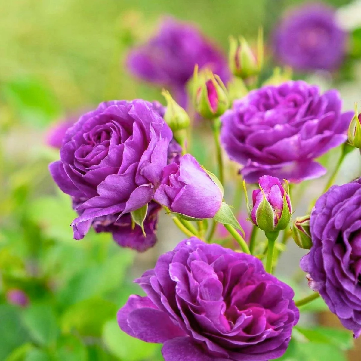 Róża Rabatowa Minerva Fioletowa Balot - obrazek 2